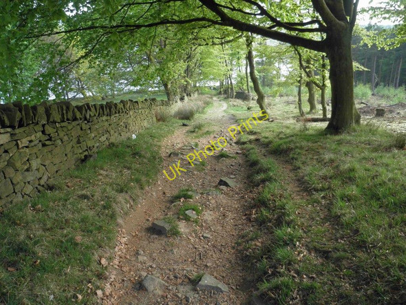 Photo 6"x4" Track through the trees Lodge Moor\/SK2885 c2011