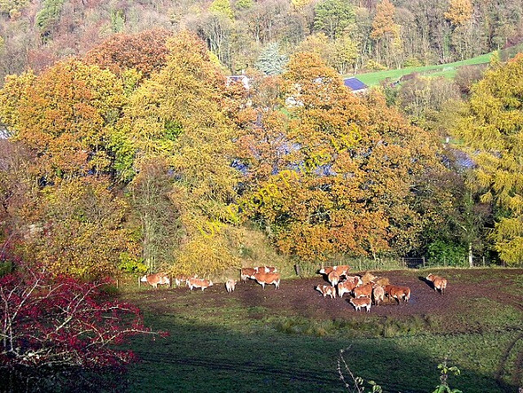 Photo 6"x4" Cows in a Sunny Hollow Tillietudlem c2006