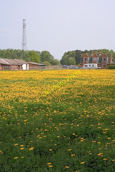 Photo 6"x4" Field of Dandelions, Dodsworth Farm Wheldrake c2011