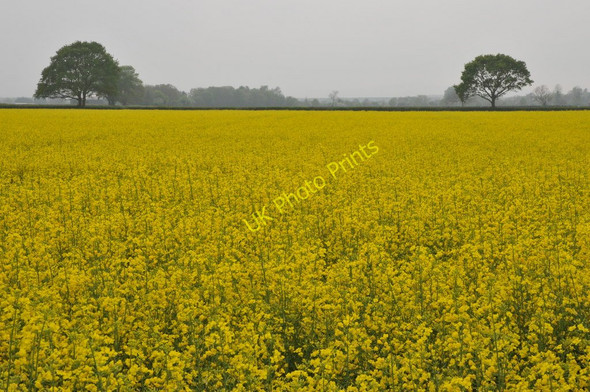Photo 6"x4" Oilseed rape field Naunton Beauchamp c2011