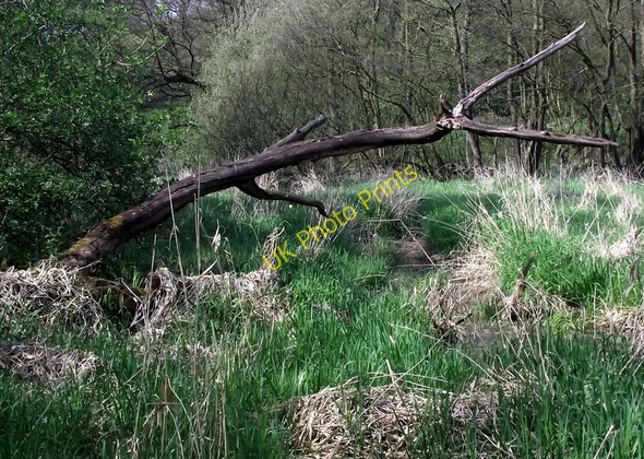 Photo 6"x4" Standing deadwood Biddulph c2011