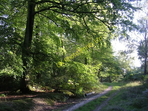 Photo 6"x4" Southern corner of the Ironshill Inclosure, New Forest Ashurst\/SU3310 c2005
