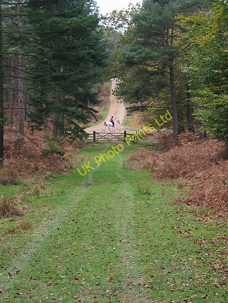 Photo 6"x4" Milkham Inclosure, New Forest Linwood\/SU1809 c2006
