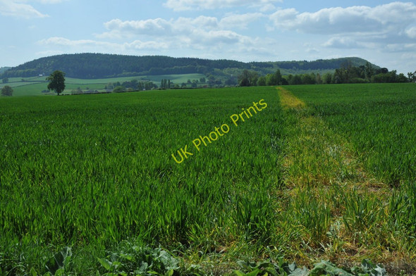 Photo 6"x4" Footpath through a cereal field, Bury Hill Bromsash c2011