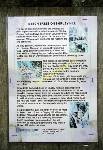 Photo 6"x4" Beech tree notice, Shipley Country Park Heanor c2006