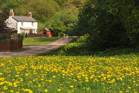 Photo 6"x4" Dandelions and cottage, Bailey Lane End Lane End\/SO6419 c2011