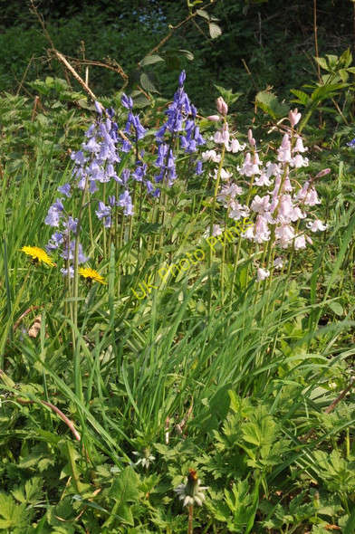 Photo 6"x4" Bluebells at Bailey Lane End Lane End\/SO6419 c2011