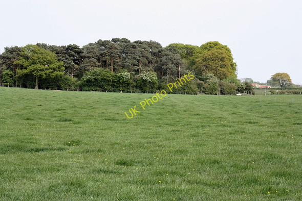 Photo 6"x4" Woodland belt Normanby\/SE7381 c2011