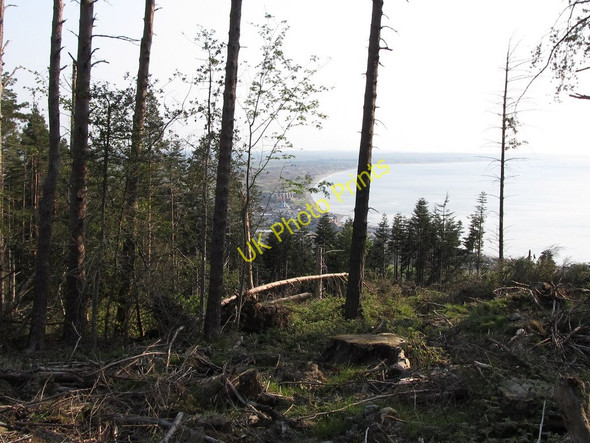 Photo 6"x4" A clearing in Donard Wood with Dundrum Bay in the background Newcastle\/J3732 c2011