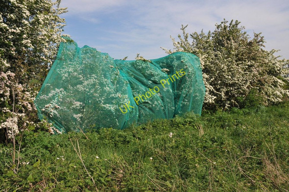 Photo 6"x4" Netting over a hedge at Kerswell Green Kerswell Green c2011