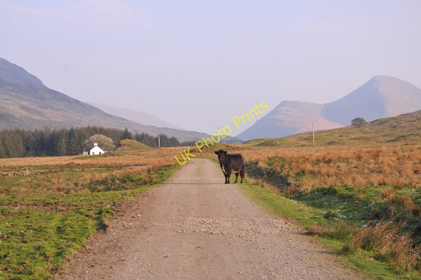 Photo 6"x4" Estate road in Glen Forsa approaching the house at Killbeg Salen c2011