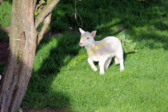 Photo 6"x4" Lamb on Farmland, Anglesey Llanfair Pwllgwyngyll c2011