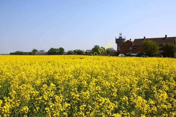 Photo 6"x4" Field of rape by Berinsfield Berinsfield c2011