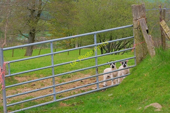 Photo 6"x4" Two Lambs Looking Through a Gate Birkett Mire c2011