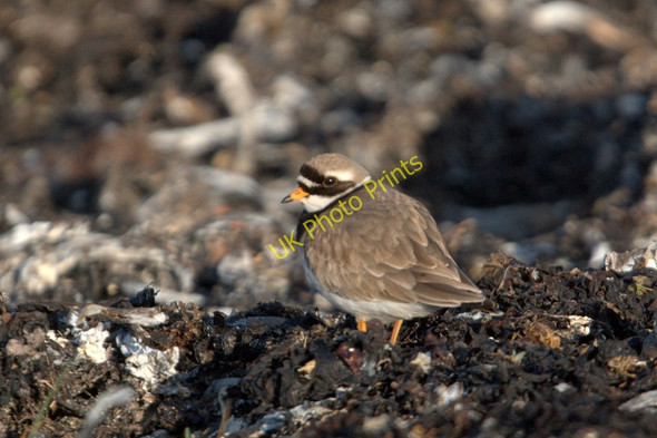 Photo 6"x4" Ringed Plover (Charadrius hiaticula), Haroldswick Bothen c2011