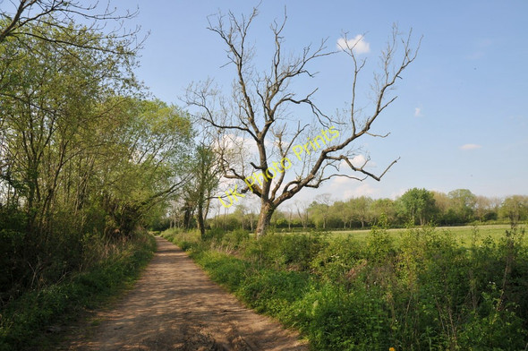 Photo 6"x4" Thames path near Hailstone Hill Cricklade c2011