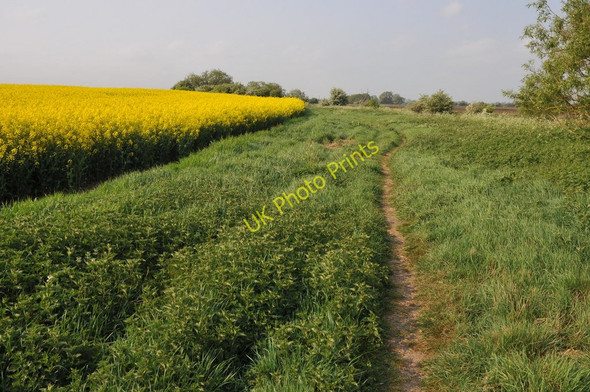 Photo 6"x4" Thames Path passing oilseed rape Calcutt\/SU1193 c2011