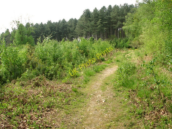 Photo 6"x4" A stand of young birches in Edgefield Woods Holt\/TG0838 c2011