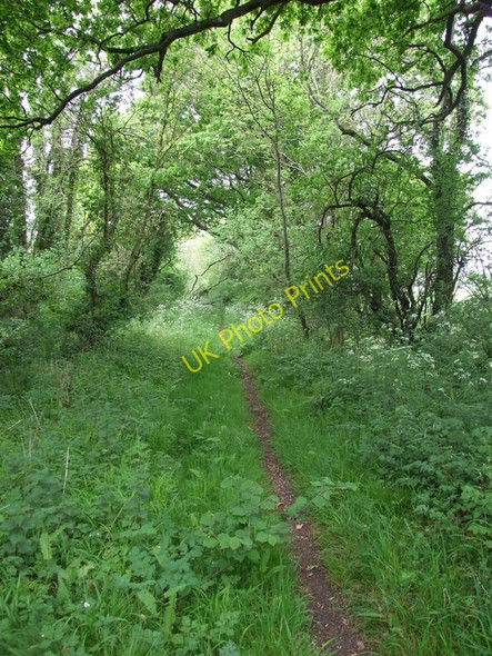 Photo 6"x4" Footpath, near Sturminster Marshall Sturminster Marshall c2011 P1