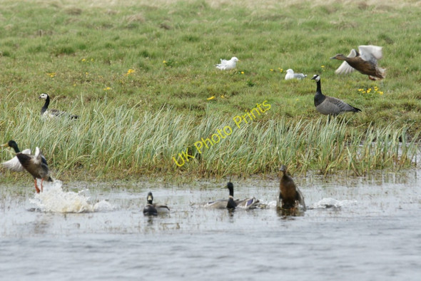 Photo 6"x4" Birds on Haroldswick pool Bothen c2011