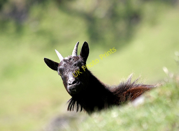 Photo 6"x4" A wild goat on Kerrera Gylen Castle c2011