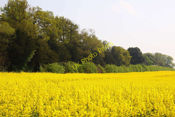 Photo 6"x4" Field of rape near Buckland Buckland\/SU3498 c2011