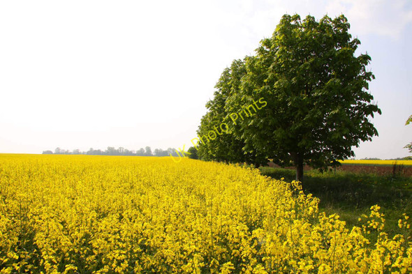 Photo 6"x4" Field of rape by the bridleway Buckland\/SU3498 c2011