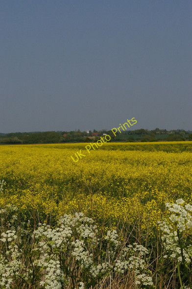 Photo 6"x4" Shirley Moor: oilseed rape and cow parsley Brook Street\/TQ9333 c2011