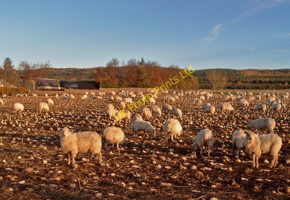 Photo 6"x4" Sheep near Torrich Culcharry c2006