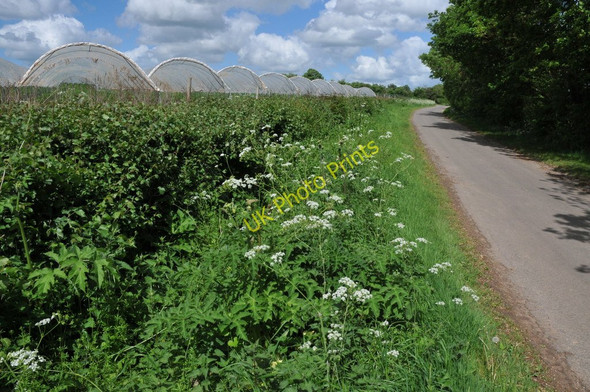 Photo 6"x4" Polytunnels at Wood Bevington Weethley Bank c2011
