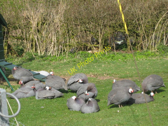 Photo 6"x4" New Elwood HLS  Guinea Fowl Security Banks\/NY5664 c2011