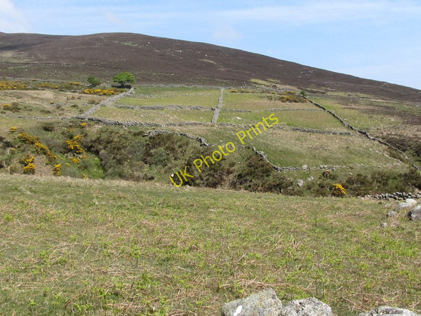 Photo 6"x4" Intake land on the slopes of Spences Mountain Annalong c2011