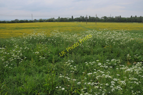 Photo 6"x4" Meadowland at Hempsted Gloucester c2011