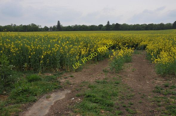 Photo 6"x4" Field of oilseed rape, Highnam Highnam c2011