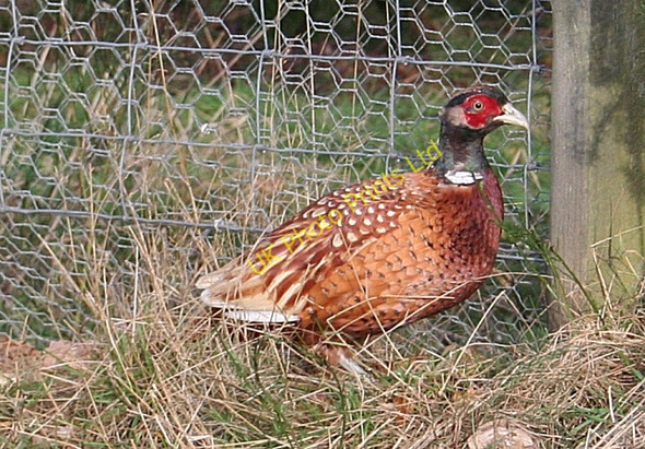 Photo 6"x4" Cock Pheasant Blackburn\/NJ2958 c2006