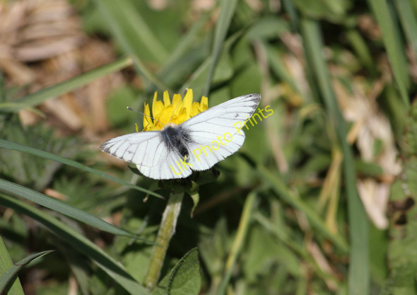 Photo 6"x4" Green-Veined White Ballingry c2011