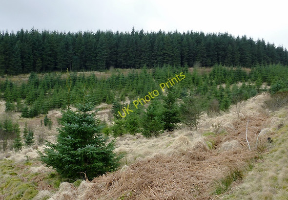Photo 6"x4" Tywi Forest near Bryn Mawr, Ceredigion Bryn Mawr\/SN7953 c2011