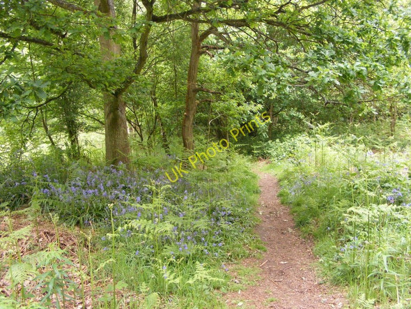 Photo 6"x4" Highgate Bluebells Gospel Ash c2011