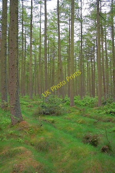 Photo 6"x4" Forestry on Silpho Moor Harwood Dale c2011