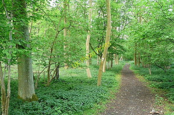 Photo 6"x4" Bridleway in Hanger Wood Cadmore End c2011