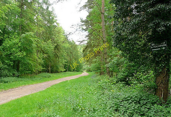 Photo 6"x4" Track in Twigside Bottom Ibstone c2011