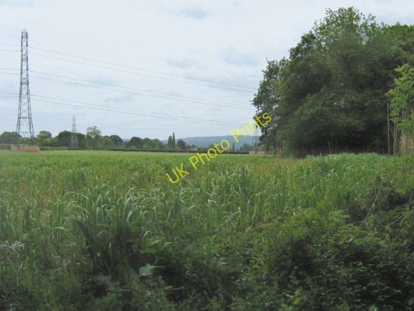 Photo 6"x4" Corn field near Nailsbourne Kingston St Mary c2011