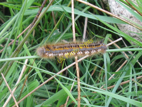Photo 6"x4" The Drinker moth larva Kilpatrick\/NR9027 c2011