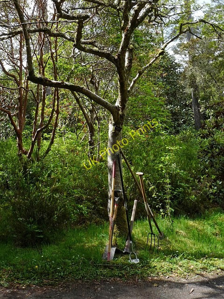 Photo 6"x4" Gone for lunch, Inverewe Garden Londubh c2011