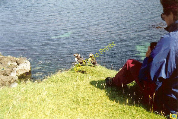 Photo 6"x4" The friendly Puffins of Staffa Port an Fhasgaidh c1993