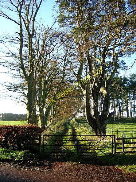 Photo 6"x4" Tree Lined Track Near Damhill Farm Bankhead\/NS8842 c2006