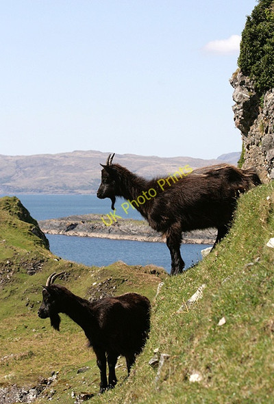 Photo 6"x4" Feral goats on Kerrera Gylen Castle c2011