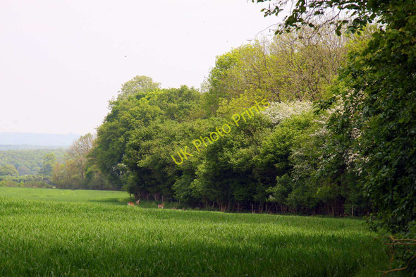 Photo 6"x4" Field by Holton Wood Forest Hill\/SP5807 c2011
