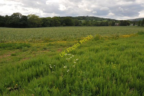 Photo 6"x4" Farmland near Michaelston-y-Fedw Michaelston-y-Fedw c2011