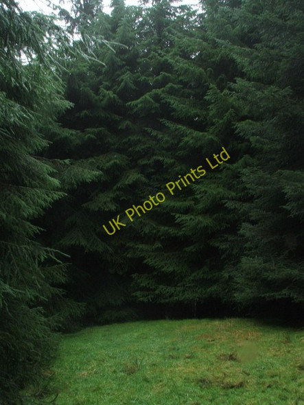 Photo 6"x4" Small Clearing in Little Fell Plantation. Stalling Busk c2006